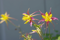 花散歩-苧環が空を飛ぶ