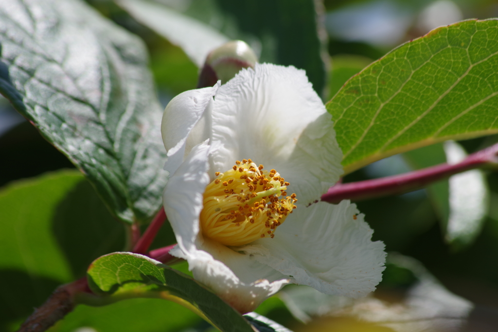 花散歩‐夏椿