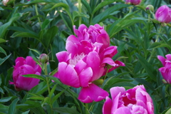 六月の花散歩‐芍薬