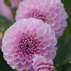 山形のダリア‐花衣