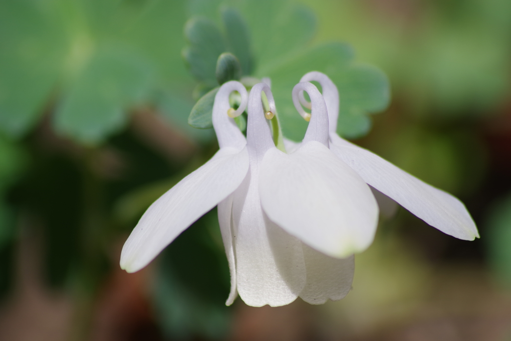 花散歩-ミヤマオダマキの白花