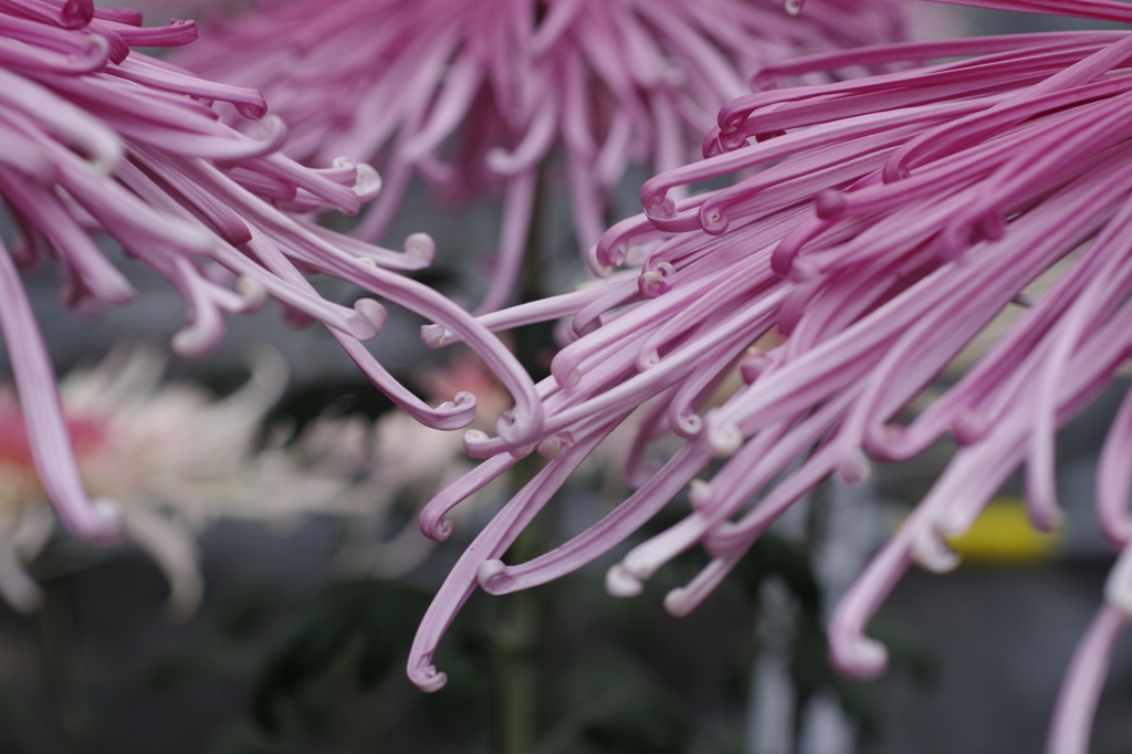 菊花スプラッシユ5