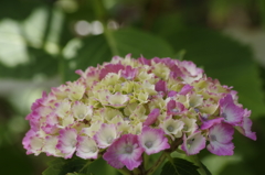 2018.6.14の花散歩‐紫陽花