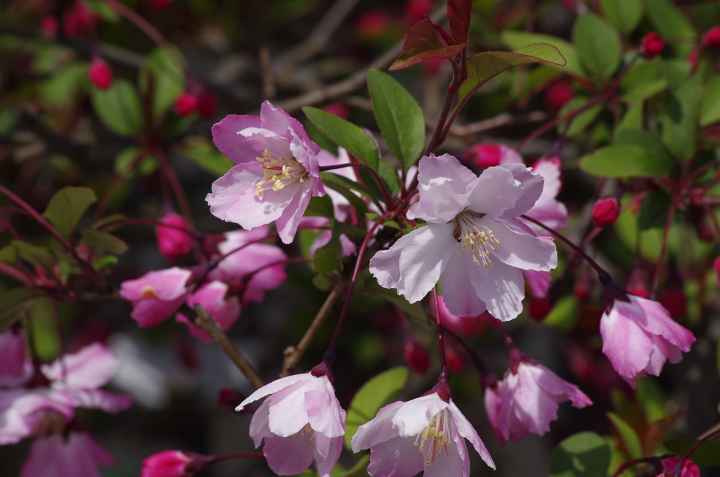 花海棠
