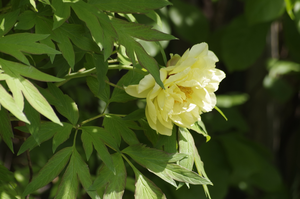 2018.5.15の忘れ物-黄色い牡丹