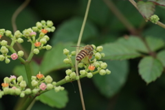 8/17 ヤブカラシとミツバチ