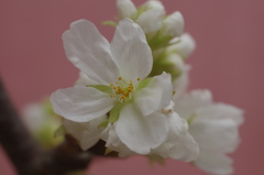 白い桜開く-2
