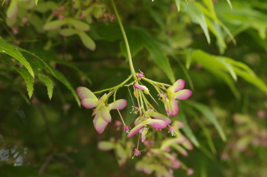 花散歩‐カエデの花がプロペラに