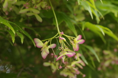 花散歩‐カエデの花がプロペラに
