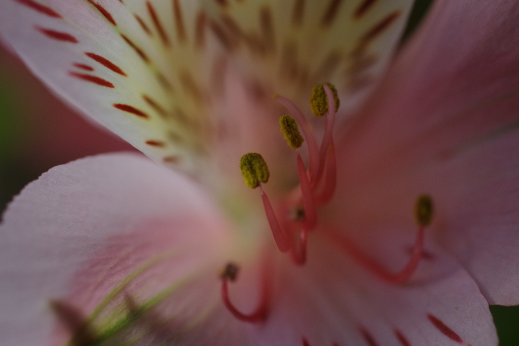 アルストロメリア-1