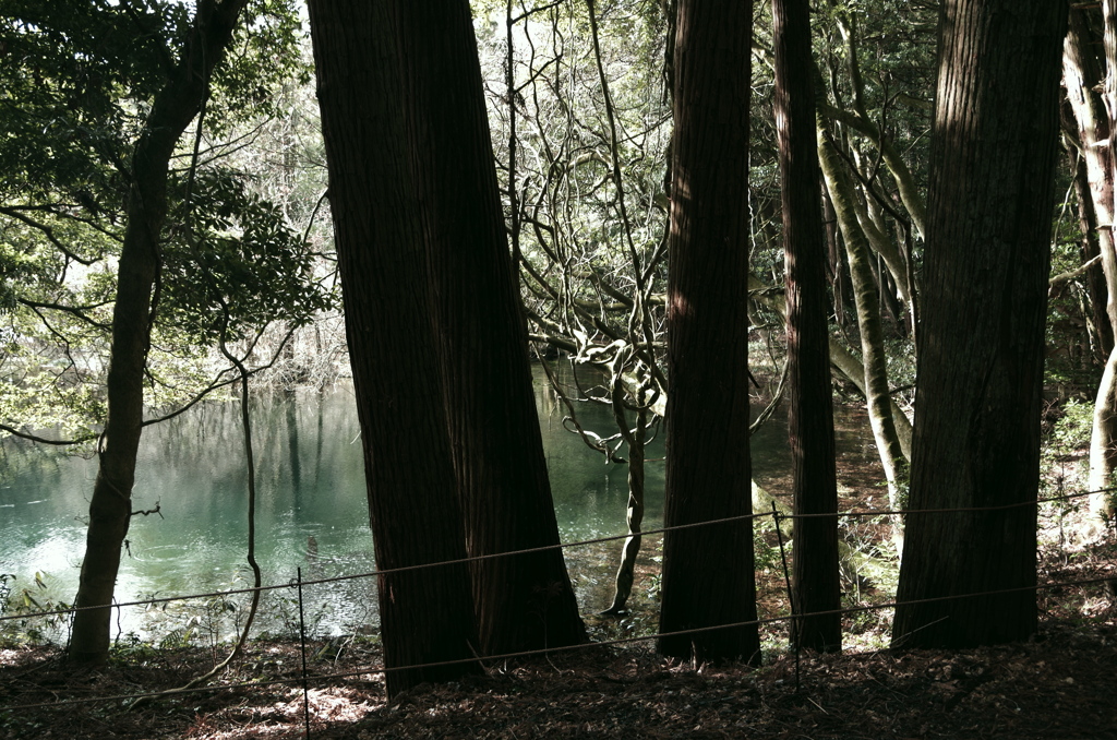 真冬らしくない丸池様-5