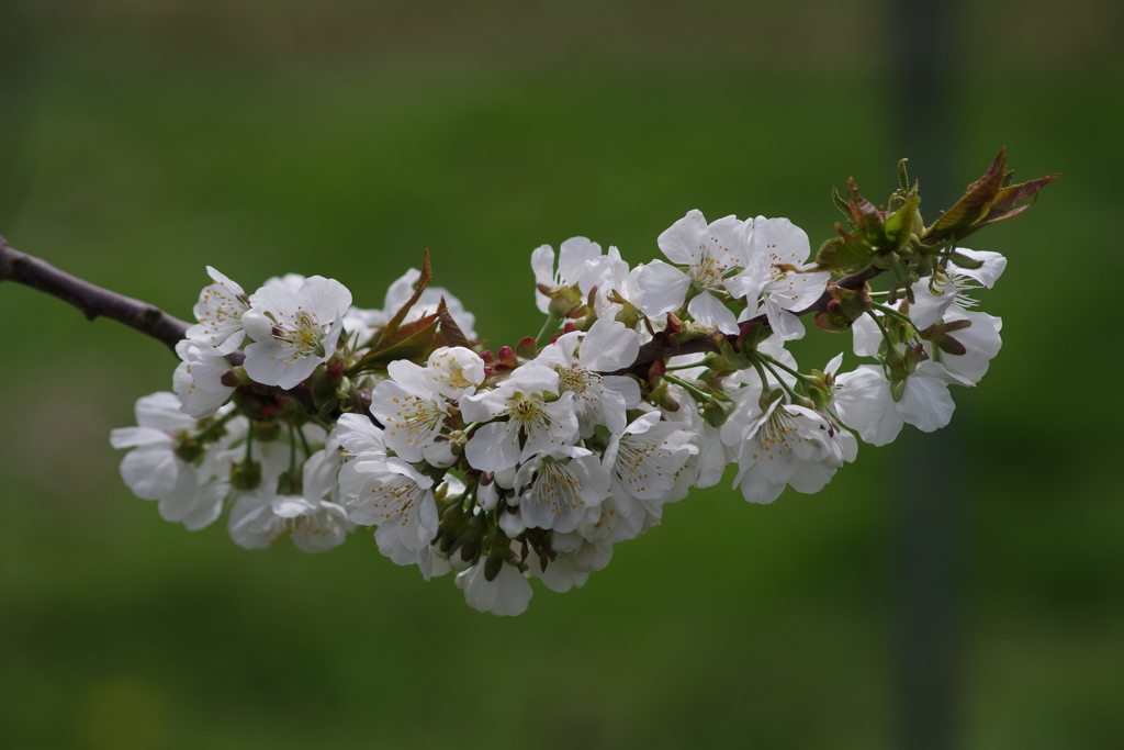桜桃の花-2