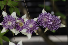 花散歩‐クレマチス