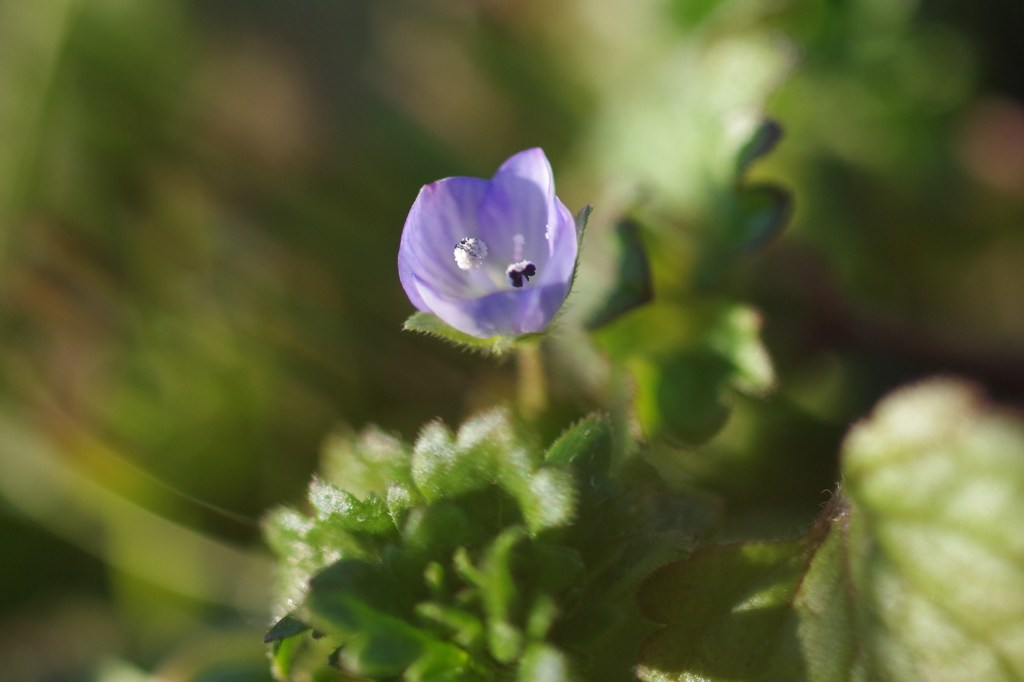 やっと見付けた-オオイヌノフグリ1