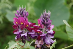 葛の花