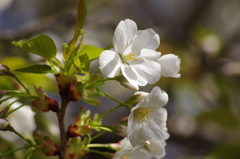 白い桜