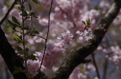 十月桜の春満開-1
