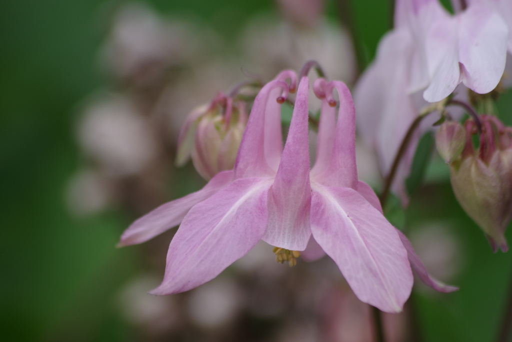 花散歩‐ピンクのオダマキ