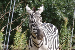 シマウマは元気