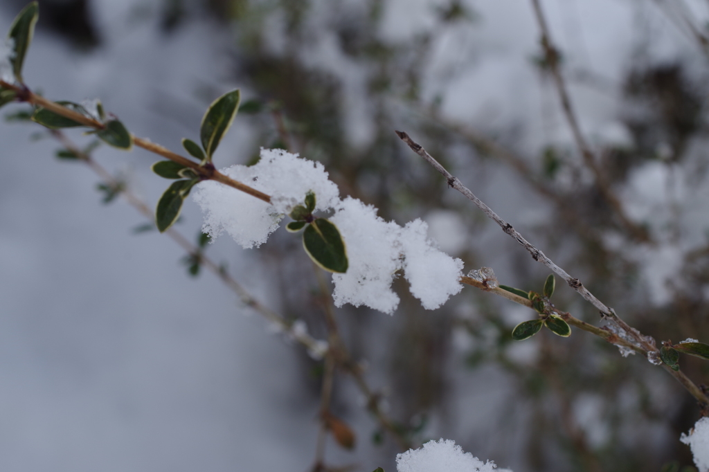 雪の花