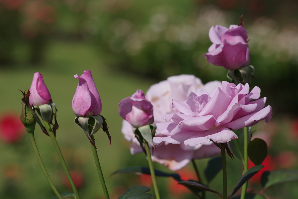 山形の薔薇‐ブルーライト