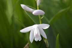 2018.5.15の忘れ物-白花の紫蘭