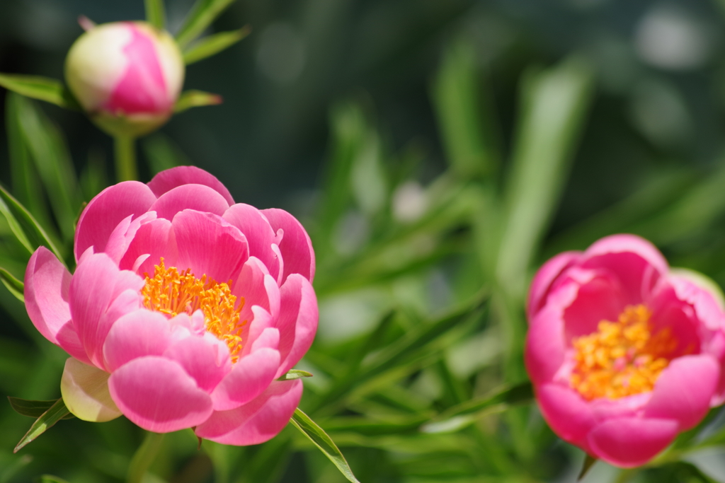 花散歩‐芍薬