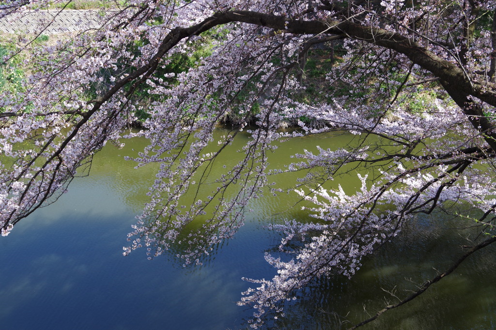 お堀の桜-7