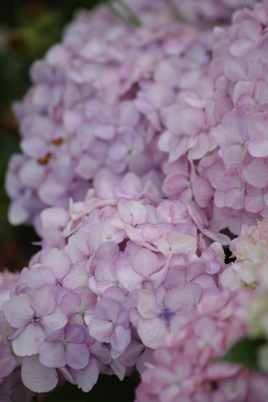 花散歩‐紫陽花15