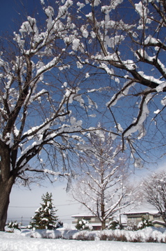 雪の中休み-2