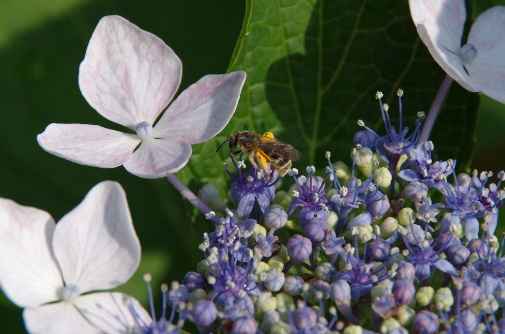 額紫陽花と日本蜜蜂-2