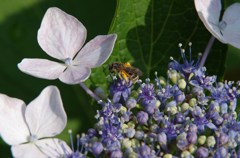 額紫陽花と日本蜜蜂-2