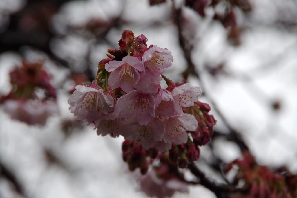 雨のあたみ桜-2