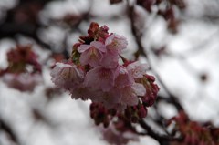 雨のあたみ桜-2