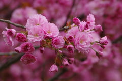 桜色・いろいろ15