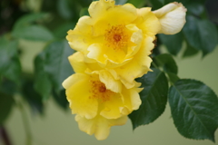 雪国にもバラが咲く‐レモンフィズ
