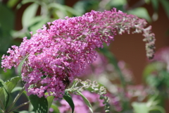 花散歩‐ブッドレアの大きな花穂