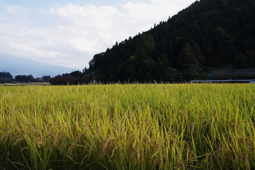 山の裾の田圃