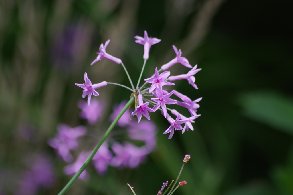 花散歩‐ツルバキア