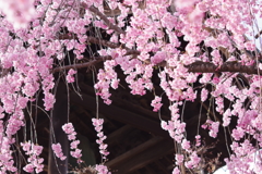 光禅寺の紅枝垂れ桜-4