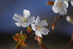 青空に桜色いろいろ-6