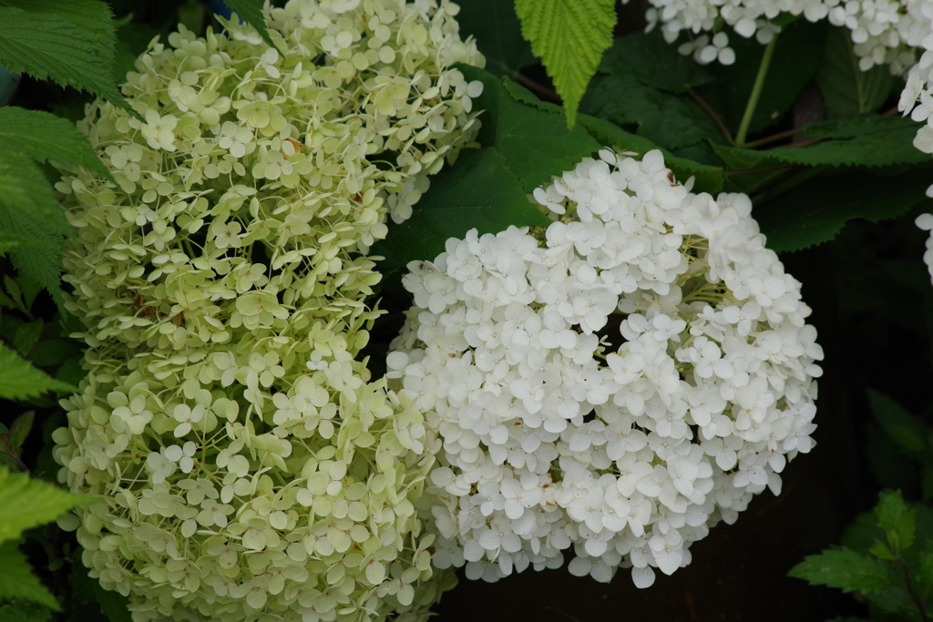 花散歩-紫陽花1