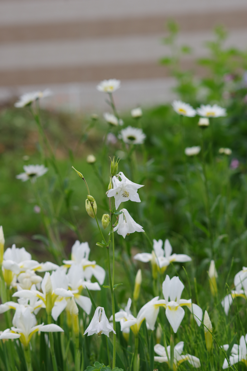 花散歩-しろばな・白花・シロバナ