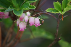 花散歩-ヨウラクツツジ