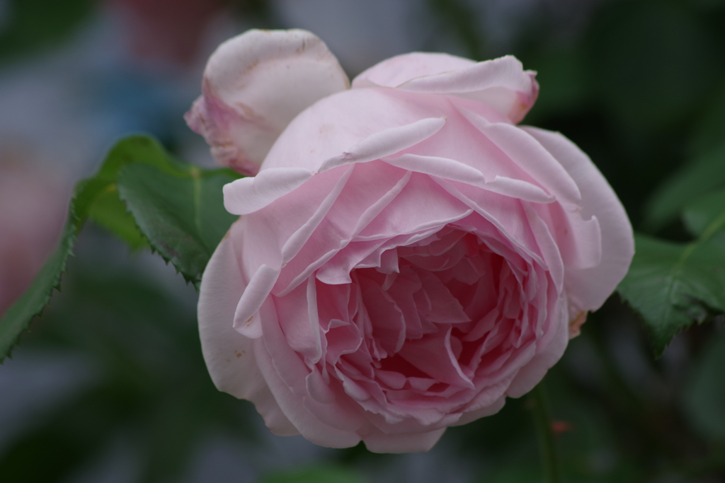 住宅街のバラ-3