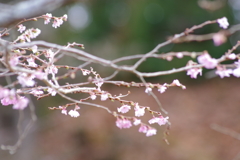 十月桜-6