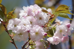 霞城の桜‐山形霞憐