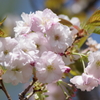 霞城の桜‐山形霞憐