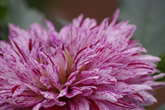 秋田のダリア‐2017新作4