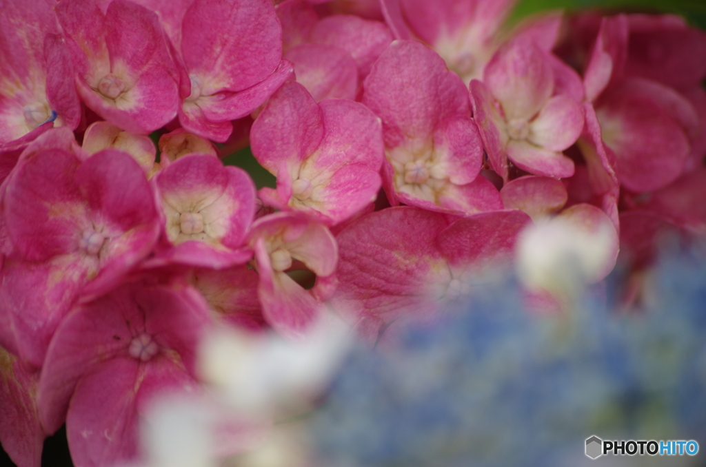 紫陽花の八変化の1